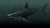 megalodon-jpg_003730.jpeg