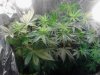 Ladies. HBB,Sins OG,Snowdawg,Purple Voodoo. flowering 08-05.jpg