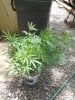 May25bagseedclone1_zps5d95f51e.jpg