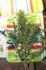 G-13 Auto BlueBerry Harvest 013 (533x800).jpg