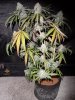 fruity pebbles OG Kush harvest summer 2013 018.jpg