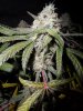 fruity pebbles OG Kush harvest summer 2013 019.jpg