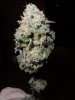 fruity pebbles OG Kush harvest summer 2013 072.jpg