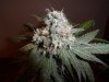 fruity pebbles OG Kush harvest summer 2013 033.jpg