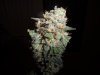 fruity pebbles OG Kush harvest summer 2013 083.jpg