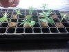 Blue Dream Cuttings.jpg