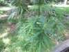 Aug10bagseedtops_zps57432c5a.jpg