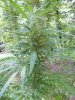 Aug10bagseedtop_zpsa6e61d84.jpg