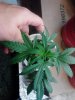 Jack Herer clone. 08-10 veg.jpg