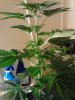 Purple Voodoo#1. flowering. compact nodes. 08-11.jpg