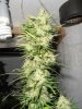 first grow 8 15 13 002.jpg