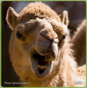 Camel-3-278x279.png