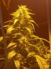 Day72 Bunky cola 3.jpg