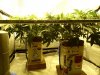 day 14 flower JH and BK waterfarms 007.jpg