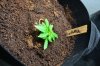 Grow 3_08-16-13_002.jpg