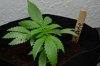 Grow 3_08-16-13_003.jpg