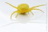 misumena_vatia_crab_spider_7044.jpg