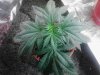 Afghan Kush x Yumbolt. getting ready 2 flower 08-19.jpg