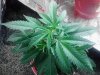 3rd clone of the Original Berry getting rdy 2 flower. 08-19.jpg