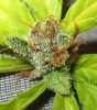 acebcs-leafbud.jpg