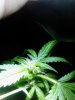 Big Bud#2. 08-20.jpg