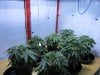 Day 39 Veg 30.jpg