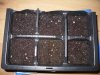 seeds planted 22 aug.jpg