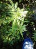 Ganja outdoor. 08-22.jpg