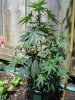 Unknown Strain Day40 - pistal's showing today..jpg