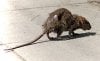 220px-Street-rat.jpeg