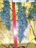 harvest - longbud.jpg