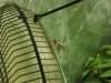 Hummingbird Moth.jpg