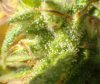 trichomes01 - copia.jpg