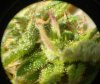 trichomes03 - copia.jpg