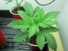 sinmint phenos a week later 007.jpg