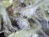 TRICHOMES.jpg