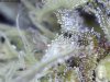 TRICHOMES2.jpg