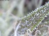 TRICHOMES4.jpg