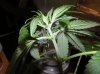 Week 8.5 Day 15 of Flowering 011.jpg