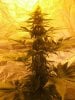 White widow 060.jpg