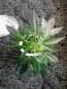 Jack Herer clone. 09-04.jpg