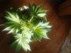 Afghan Kush x Yumbolt. flowering 09-04.jpg