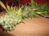 Herb Man Hustling  Week 11 Flowering Under 400w HPS 004.jpg