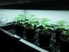 sinmint phenos at 4 weeks 007.jpg