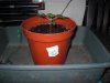 jack herer day 20 (2).jpg