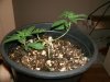 Small Deformed Plant in LST.jpg