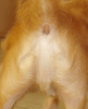 jesus-dog.png