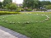 220px-Fairy_ring_on_a_suburban_lawn_100_1851.jpg