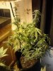 Jack Herer. flowering (pollinated) 09-14.jpg