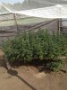 Scrog Kushy Kush 9-14-2013 (1).jpg